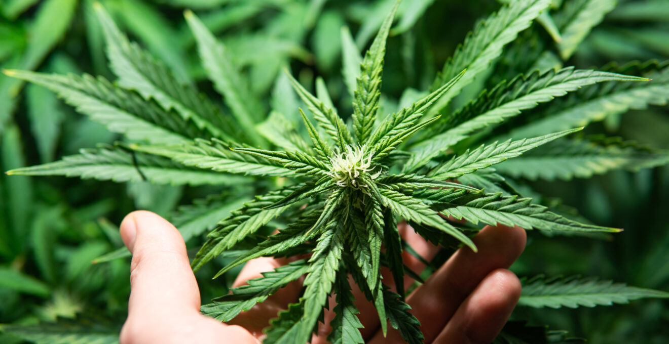 cannabinoïde