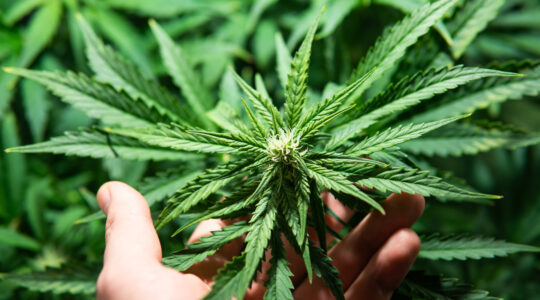 cannabinoïde